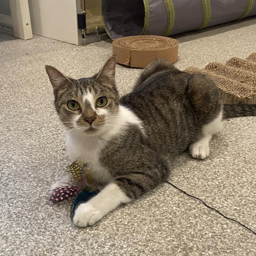 Enlarge Butter Dish, a Adoptable Domestic Short Hair in Washington Township, OH image 4/6