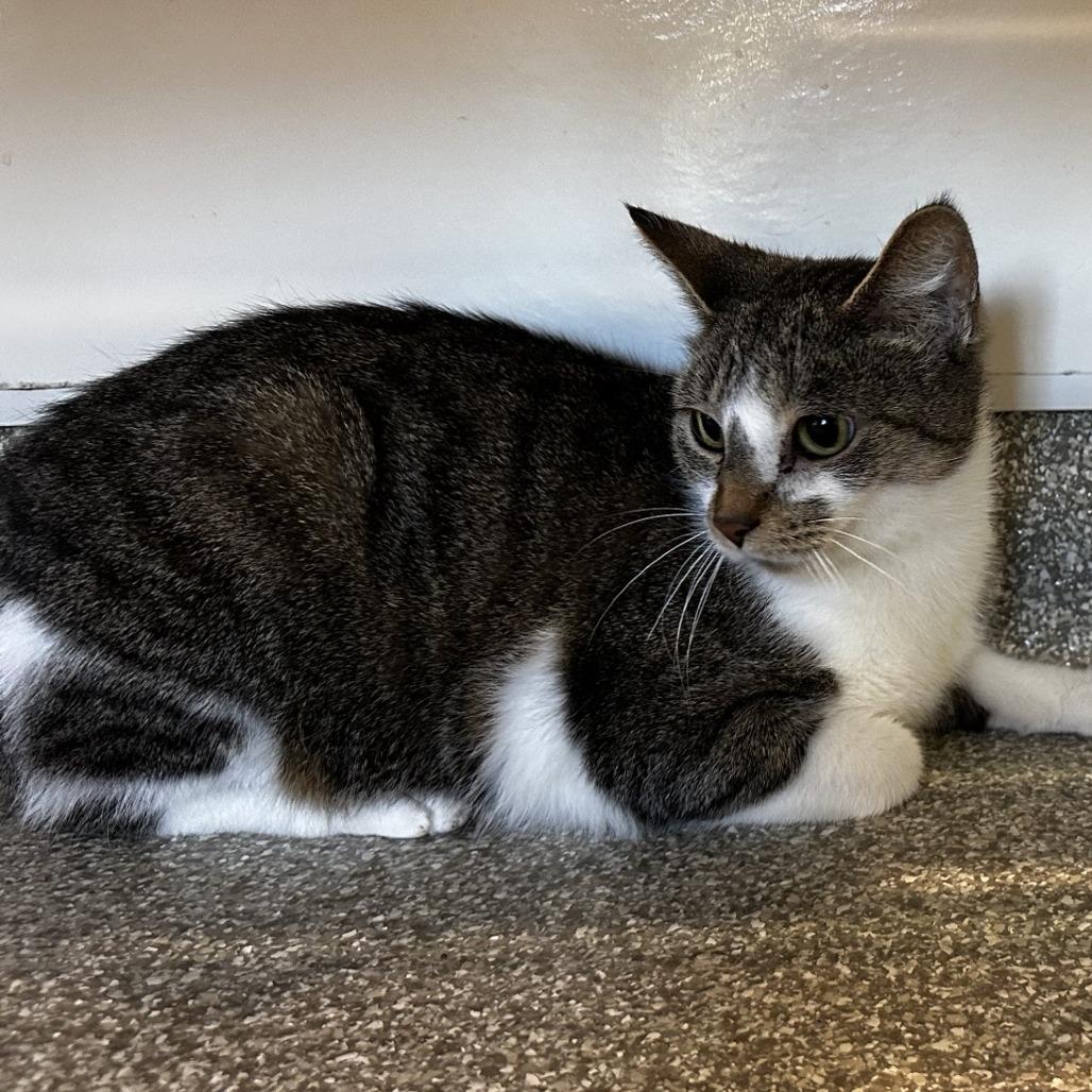 Enlarge Butter Dish, a Adoptable Domestic Short Hair in Washington Township, OH image 6/6