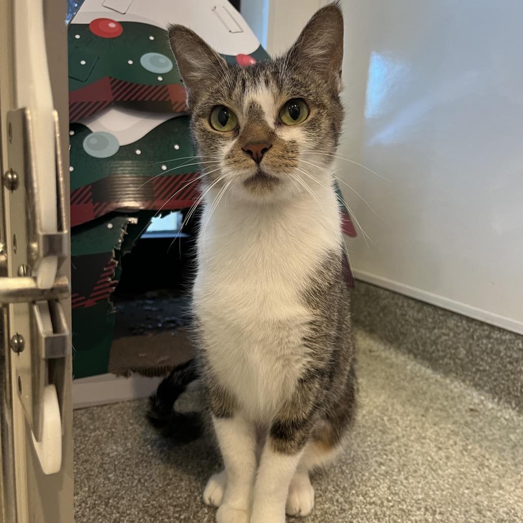 Enlarge Butter Dish, a Adoptable Domestic Short Hair in Washington Township, OH image 6/6
