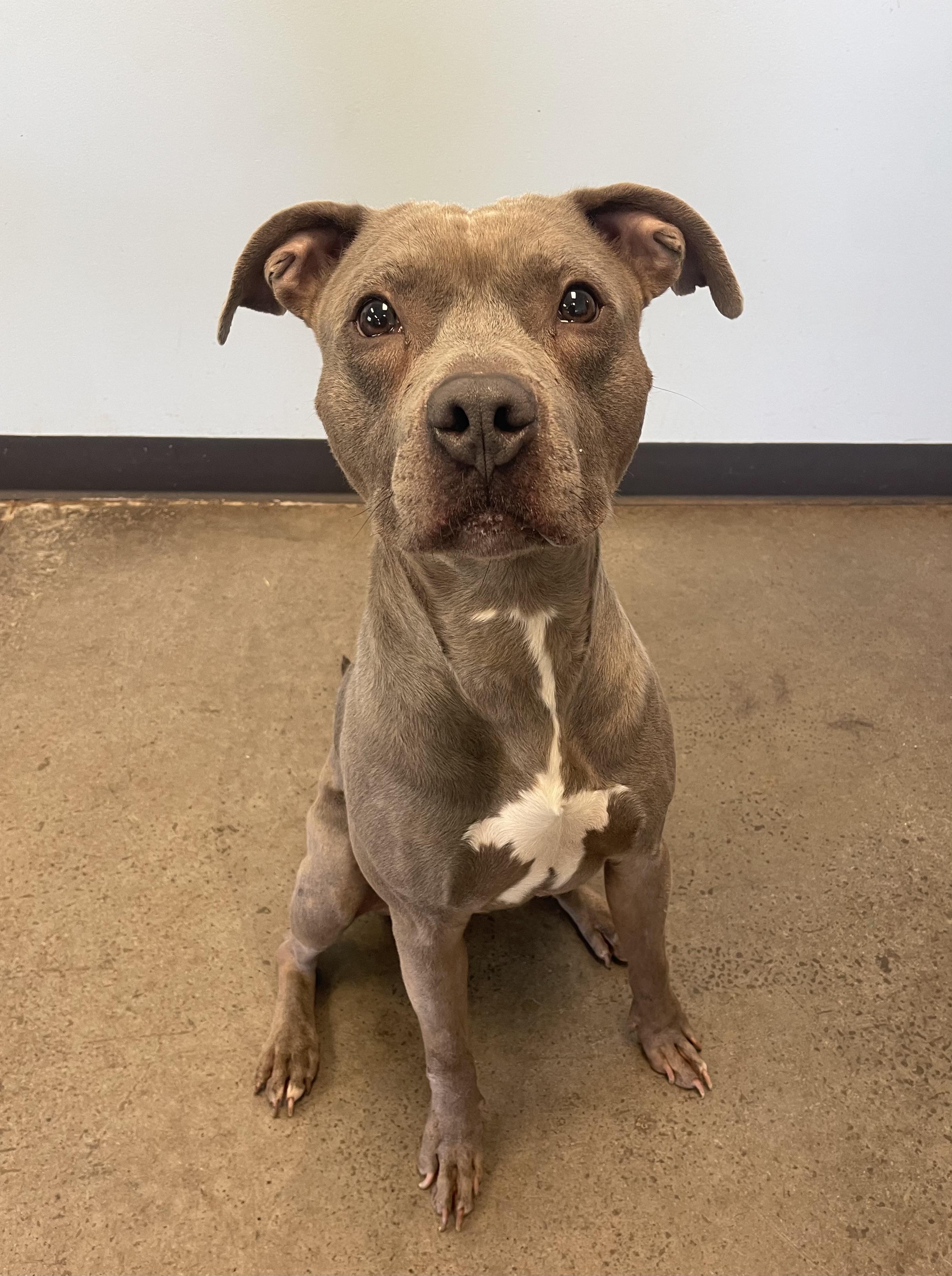 Small Tot, a ADOPTABLE mixed breed in Mishawaka, IN image 1/6