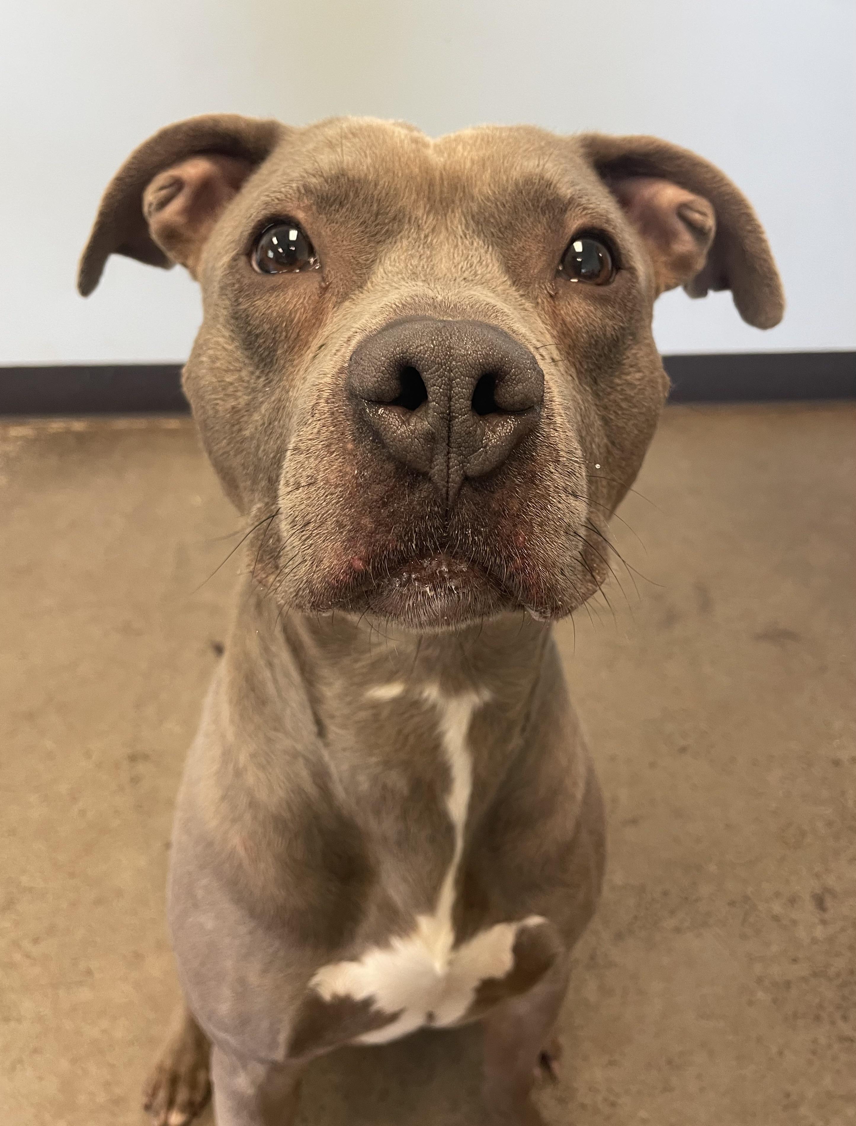 Small Tot, a ADOPTABLE mixed breed in Mishawaka, IN image 3/6