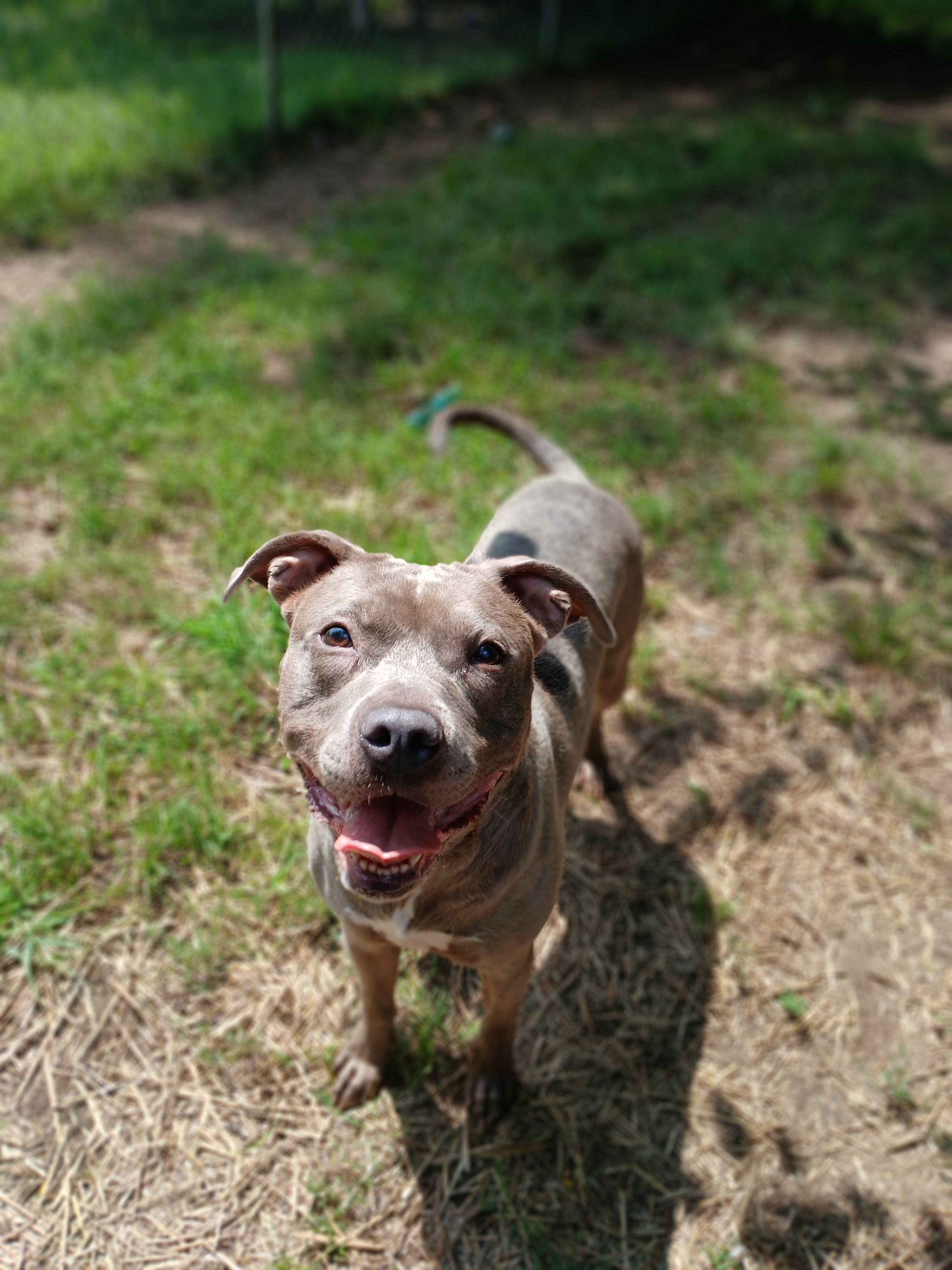 Small Tot, ADOPTABLE, Adult Male Mixed Breed.