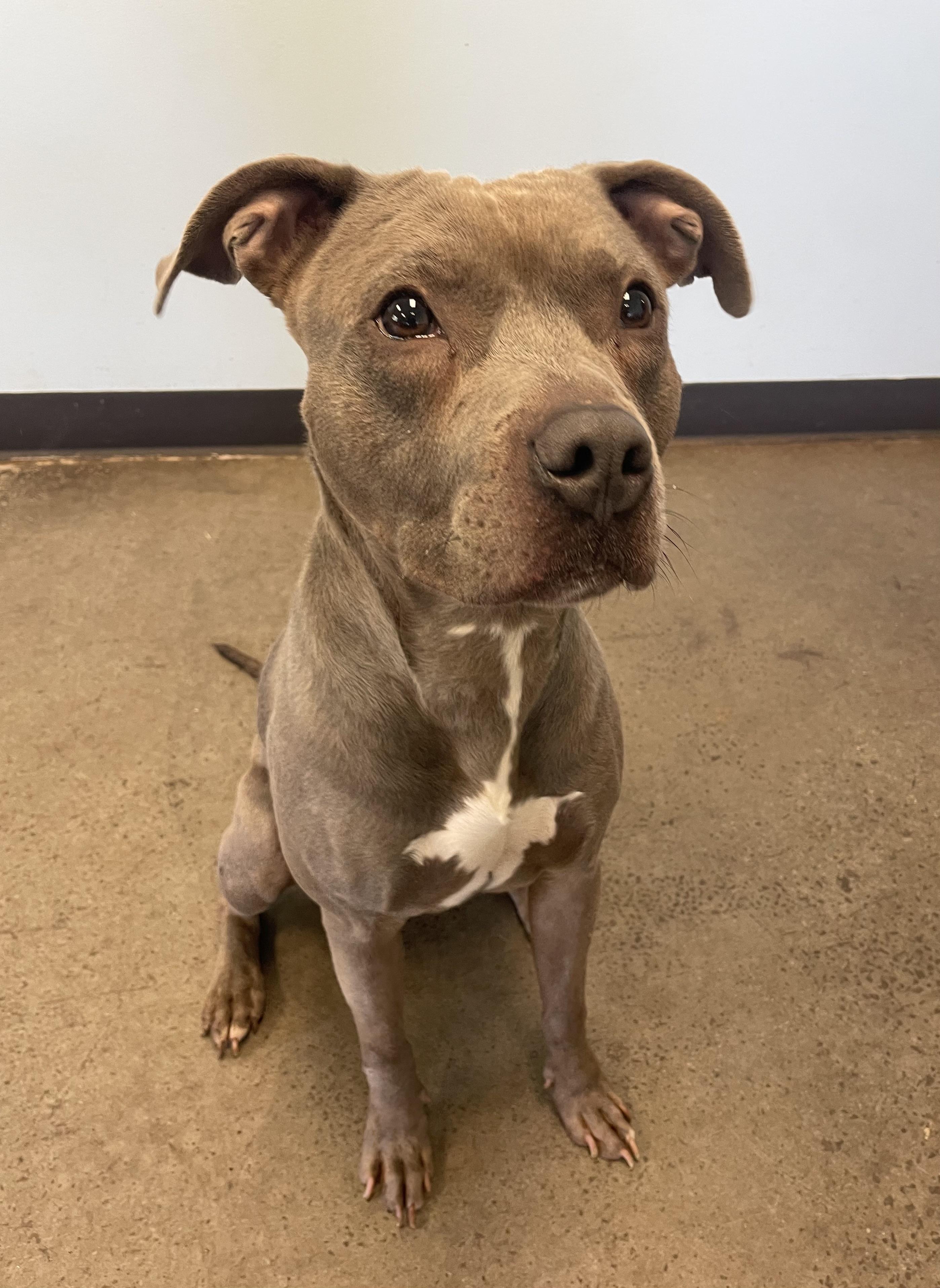 Small Tot, a ADOPTABLE mixed breed in Mishawaka, IN image 5/6