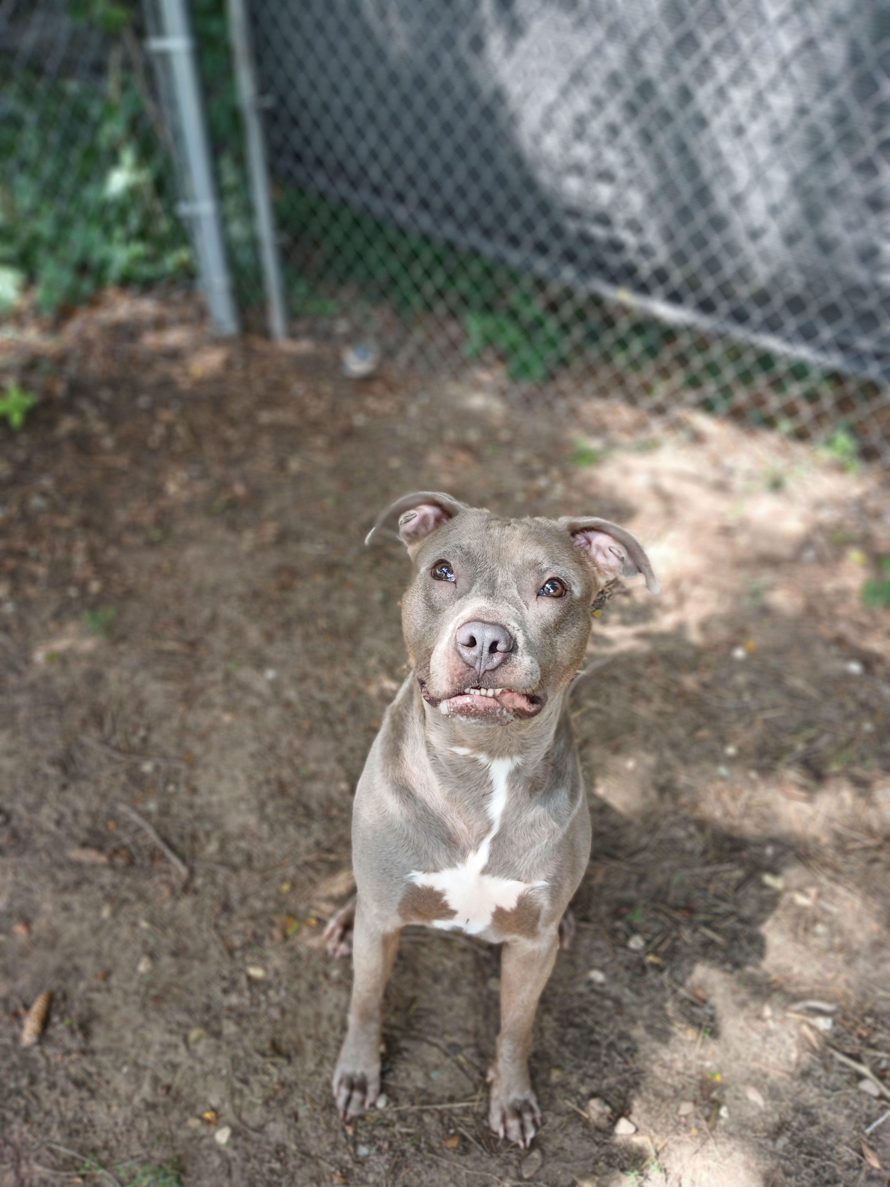 Enlarge Small Tot, a ADOPTABLE mixed breed in Mishawaka, IN image 2/6