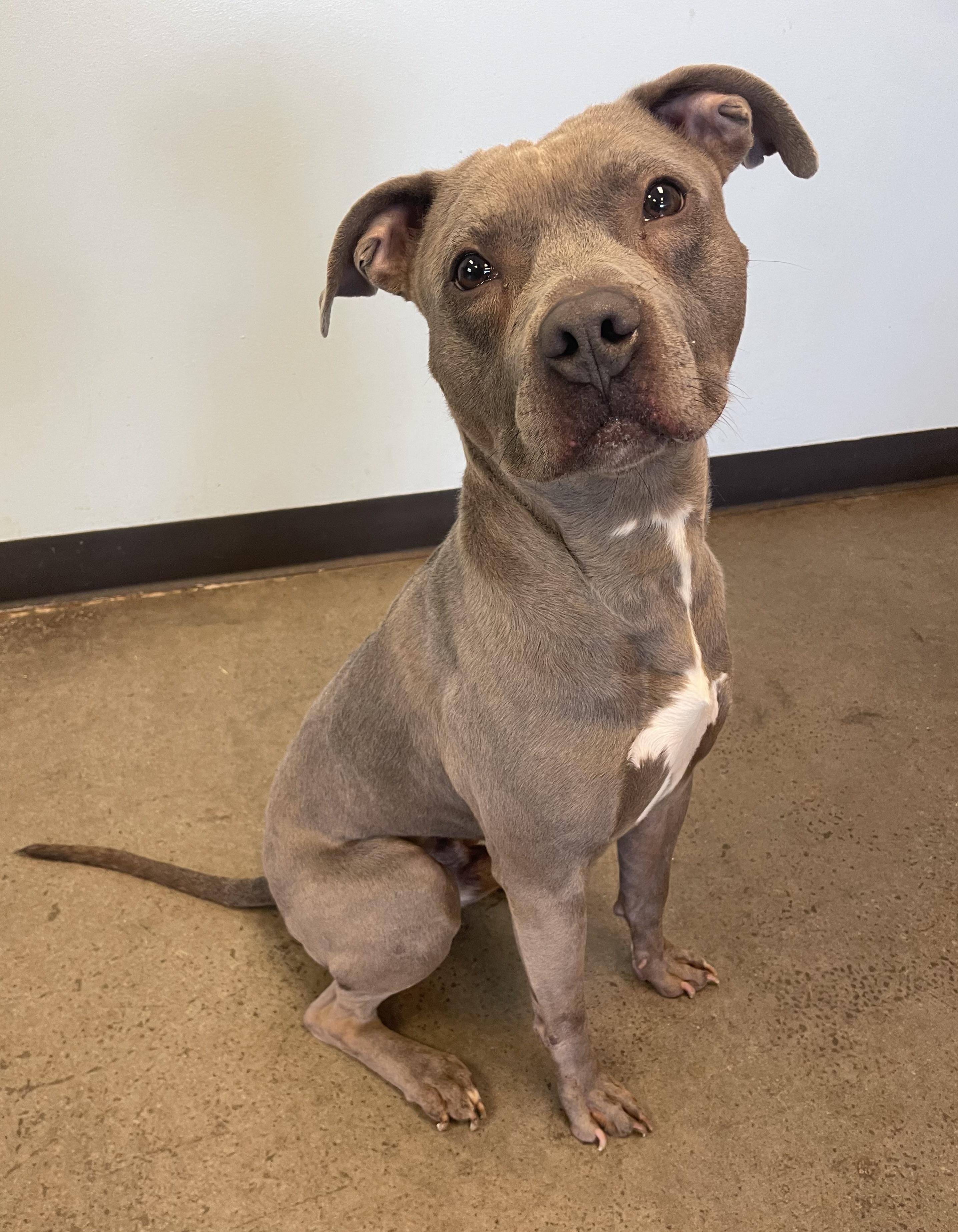 Small Tot, a ADOPTABLE mixed breed in Mishawaka, IN image 4/6