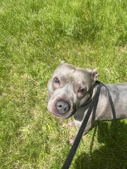 Enlarge Small Tot, a ADOPTABLE mixed breed in Mishawaka, IN image 3/6