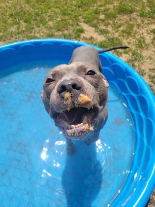Enlarge Small Tot, a ADOPTABLE mixed breed in Mishawaka, IN image 5/6