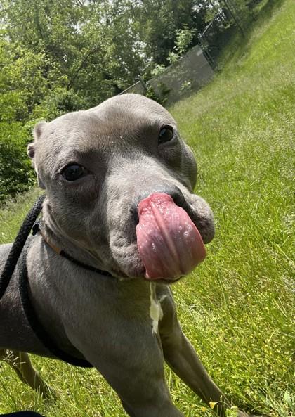 Enlarge Small Tot, a ADOPTABLE mixed breed in Mishawaka, IN image 6/6