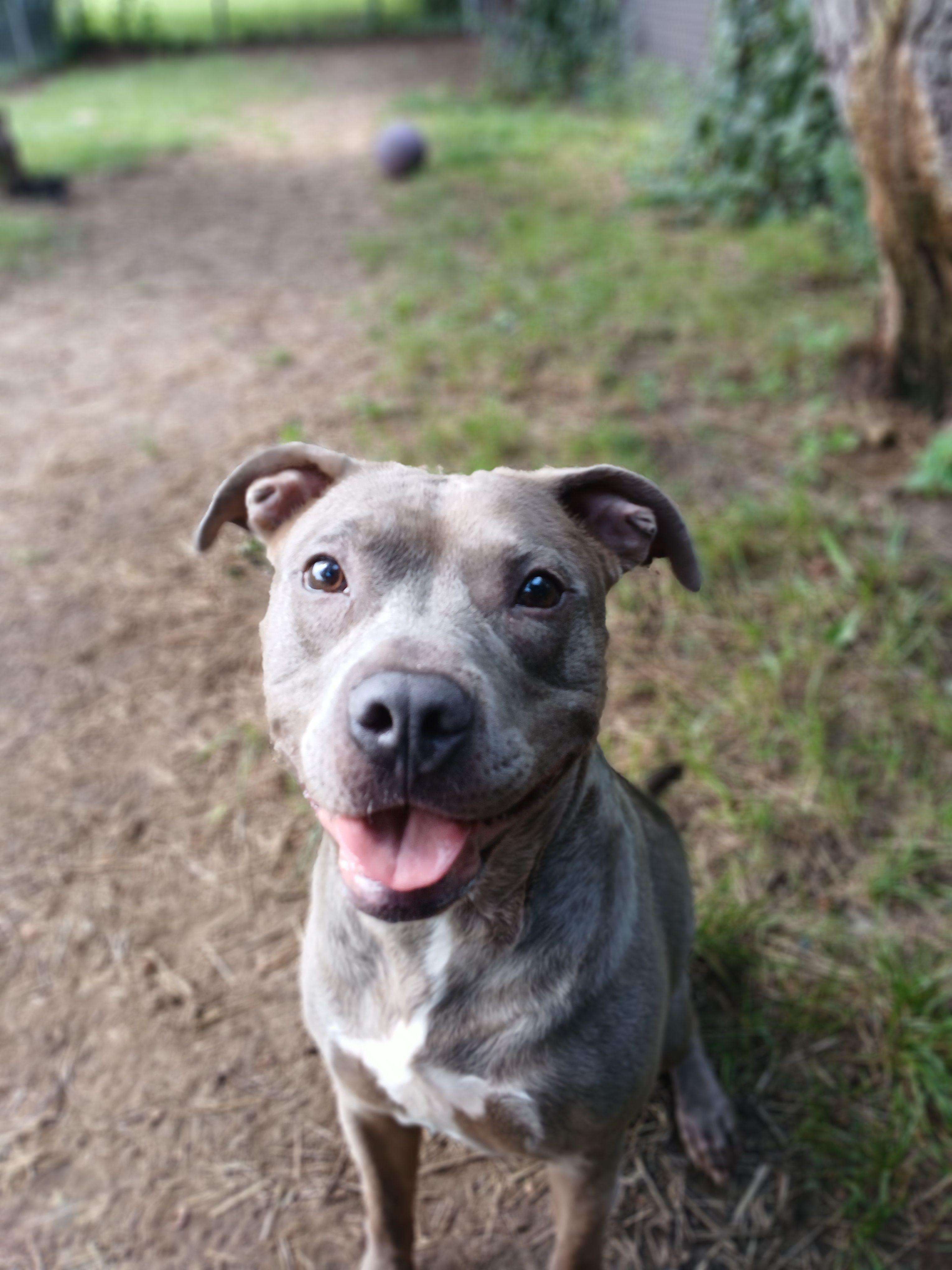 Enlarge Small Tot, a ADOPTABLE mixed breed in Mishawaka, IN image 4/6