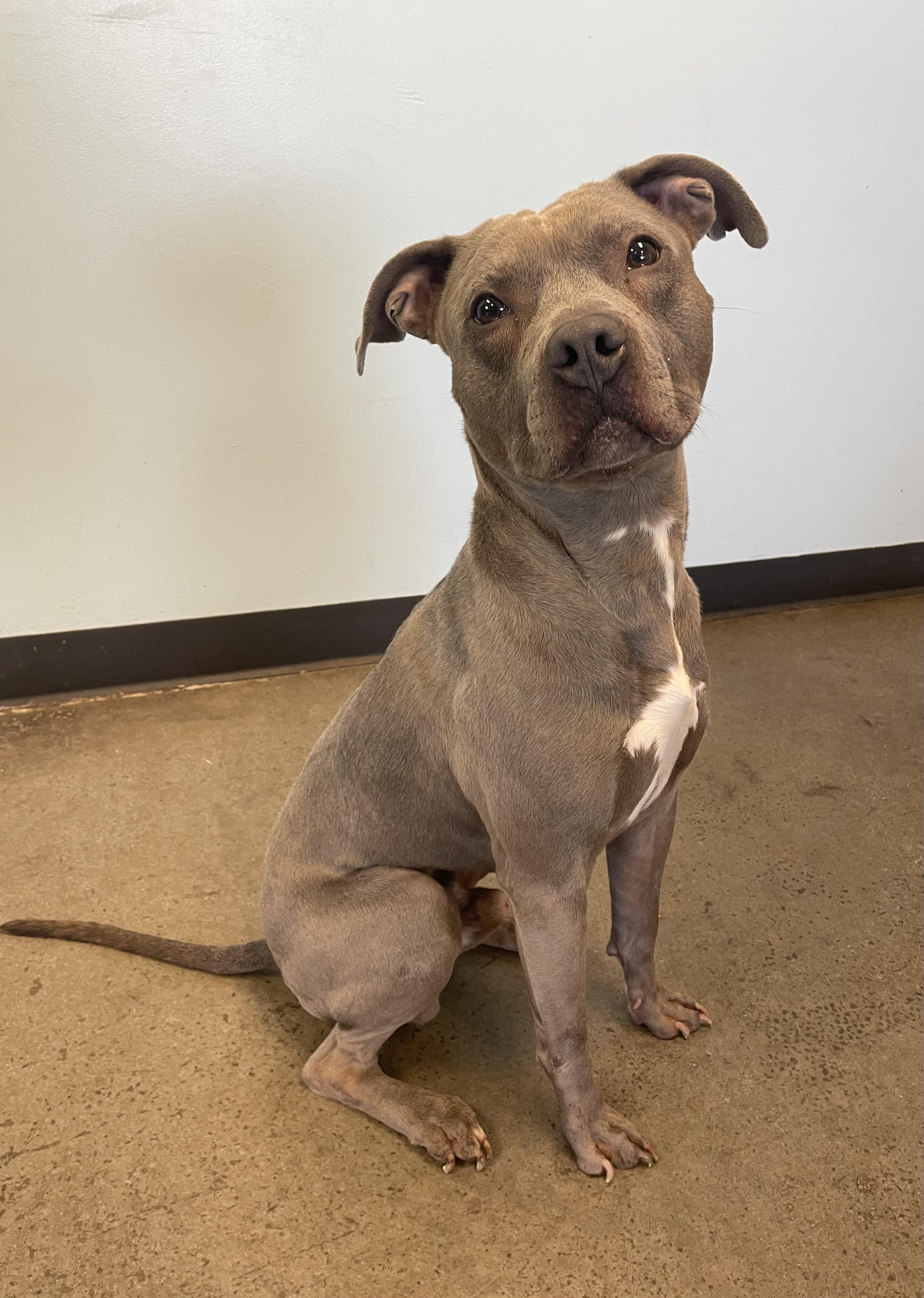 Small Tot, a ADOPTABLE mixed breed in Mishawaka, IN image 2/6