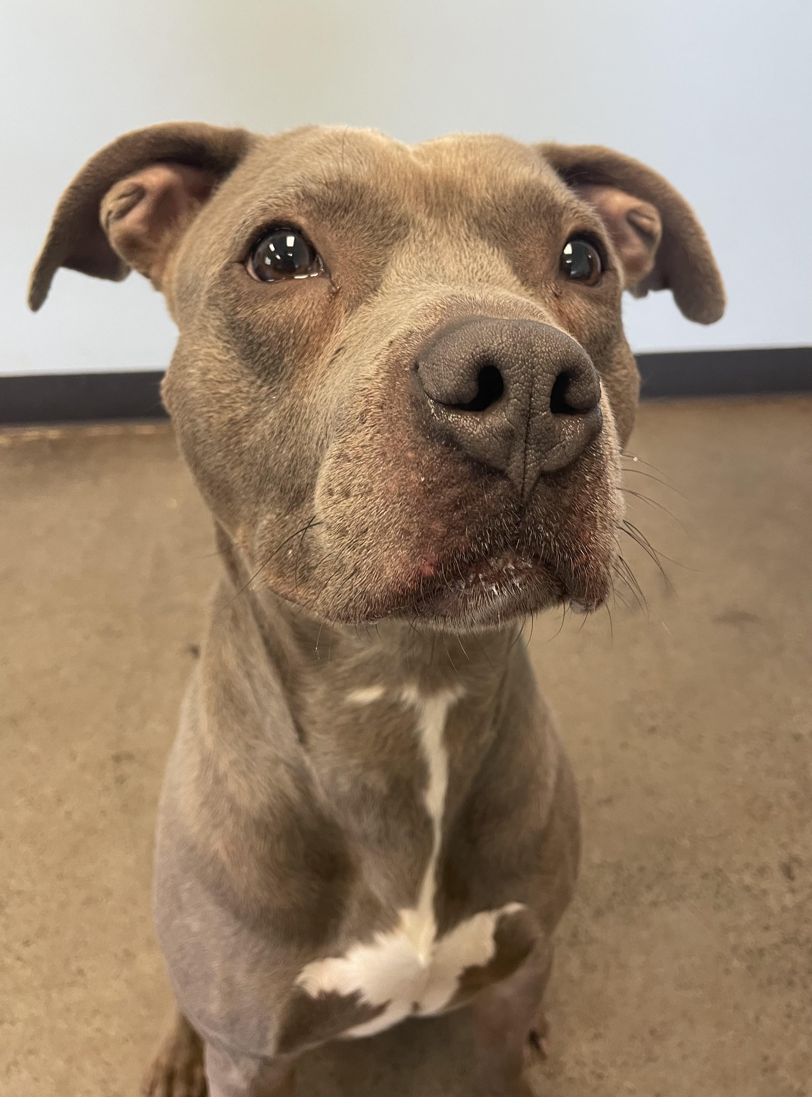 Small Tot, a ADOPTABLE mixed breed in Mishawaka, IN image 6/6