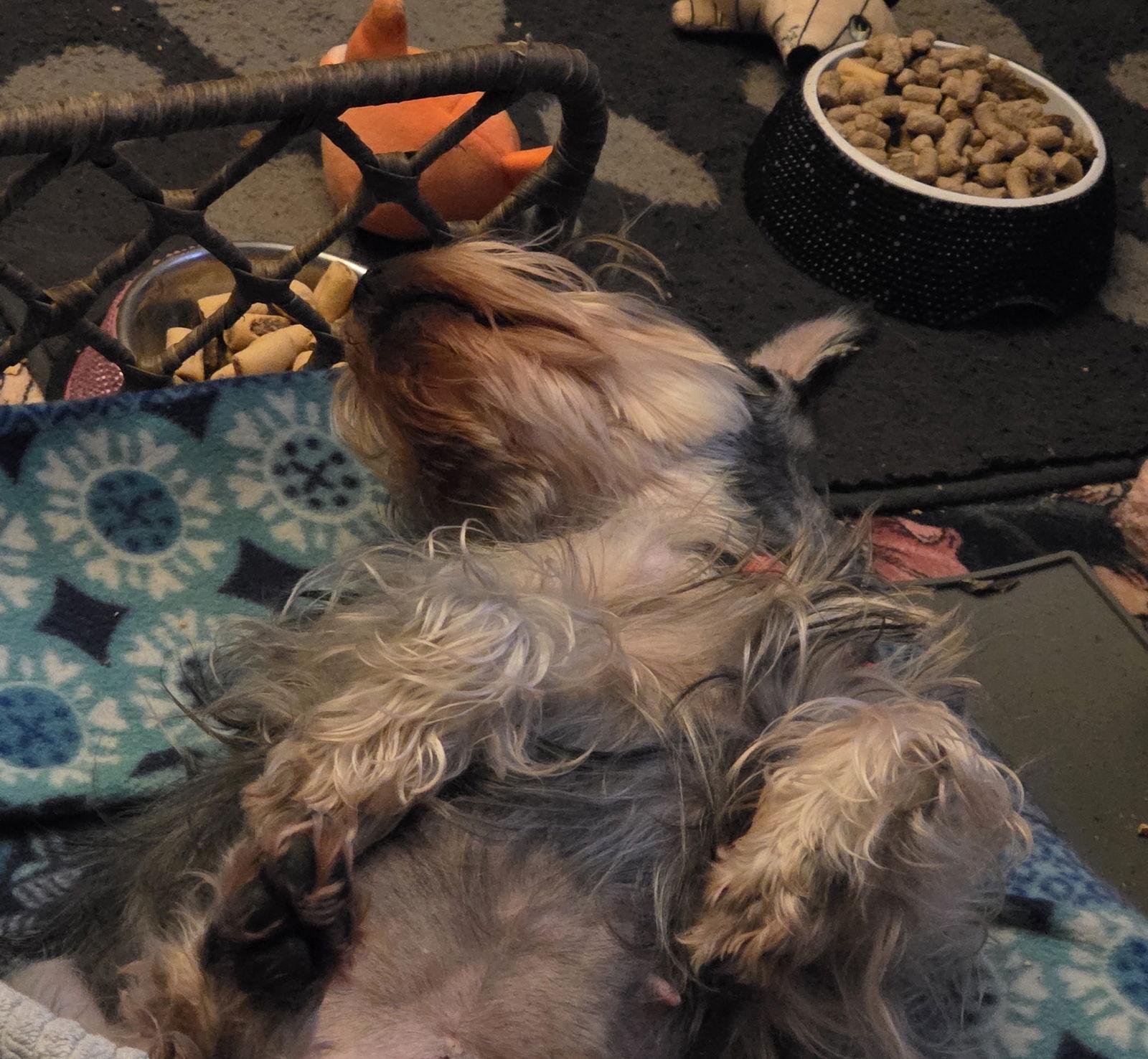 LUCY (SRC#3610)  IN NORTH CAROLINA, Adoptable, Young Female Schnauzer.