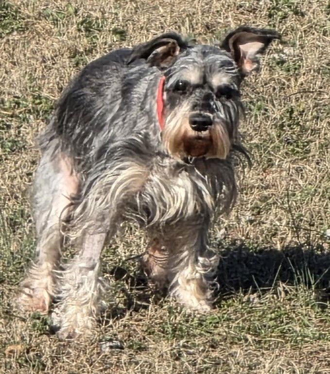 Enlarge LUCY (SRC#3610)  IN NORTH CAROLINA, a Adoptable Schnauzer in Lenoir, NC image 2/3