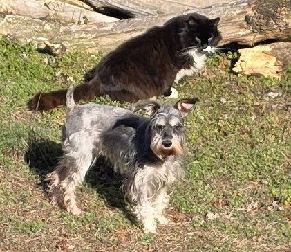 Enlarge LUCY (SRC#3610)  IN NORTH CAROLINA, a Adoptable Schnauzer in Lenoir, NC image 3/3