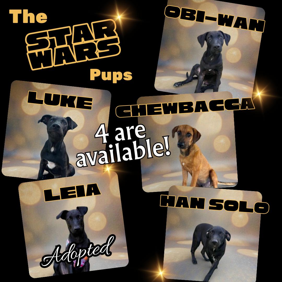 Obi Wan — thumbnail 3