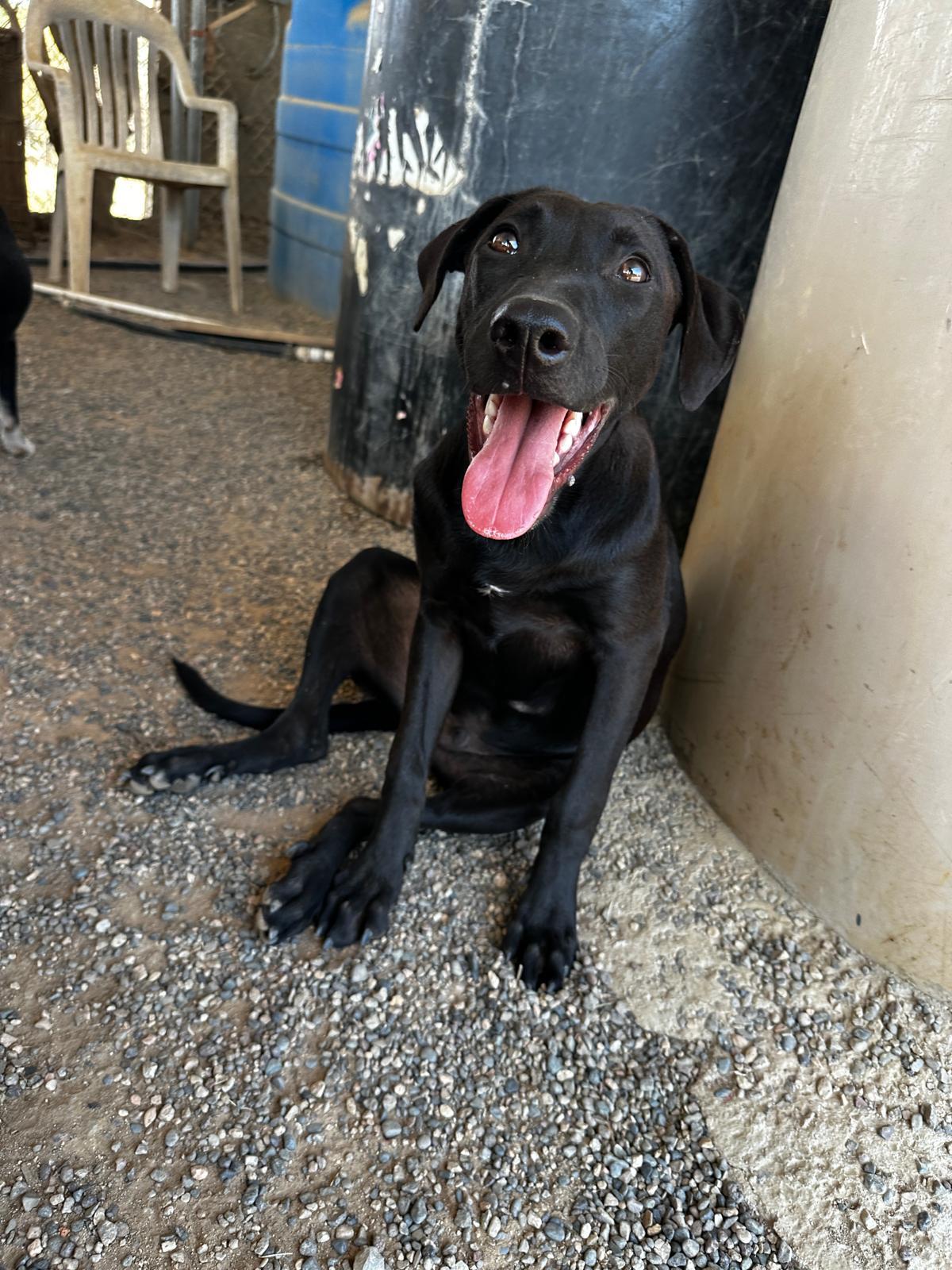 Obi Wan — thumbnail 5