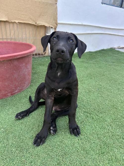 Obi Wan — thumbnail 6