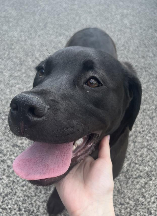 Emmy, Adoptable, Adult Female Labrador Retriever & Mastiff.