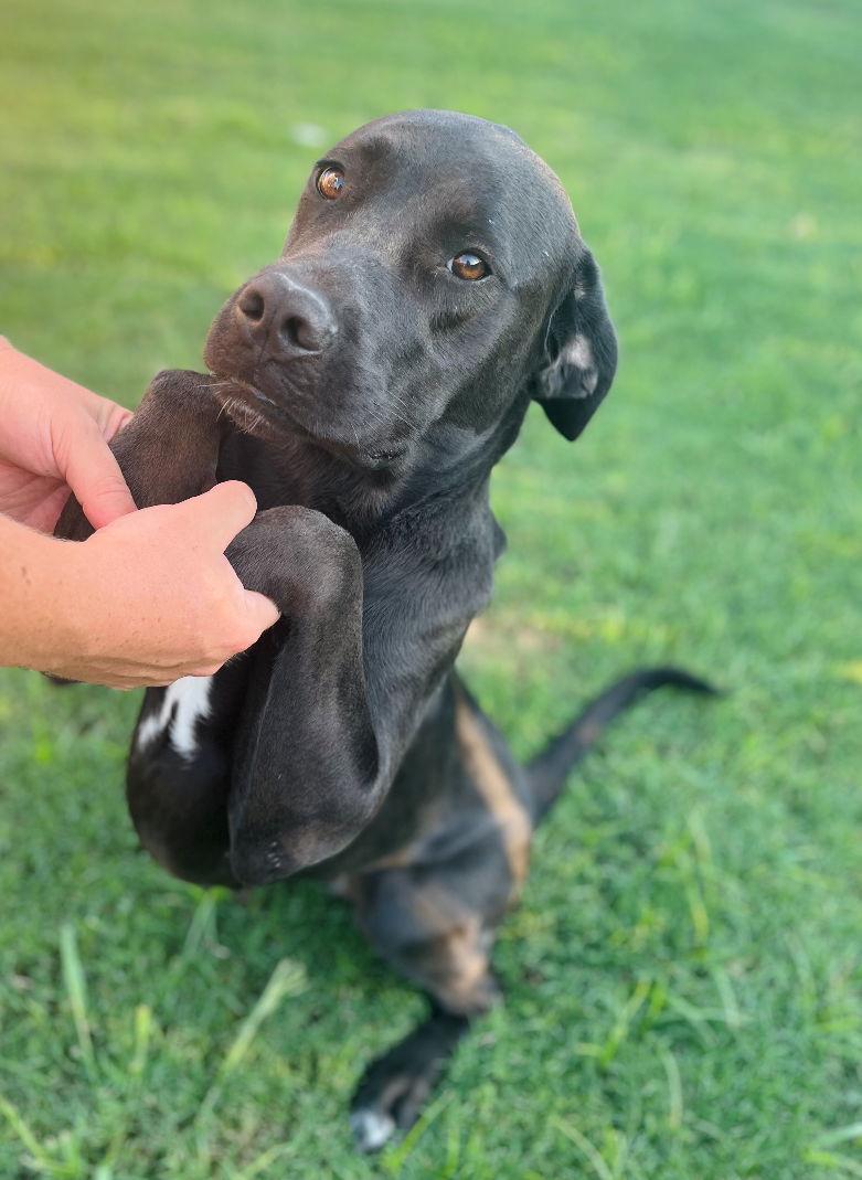 Emmy, a Adoptable mixed breed in McKinney, TX image 2/3