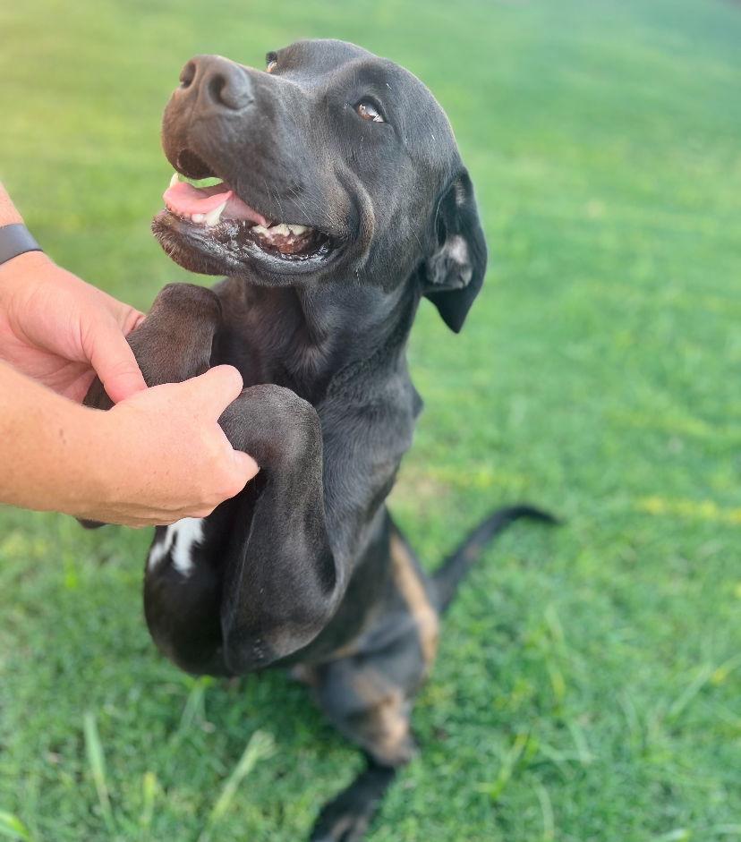 Emmy, a Adoptable mixed breed in McKinney, TX image 3/3