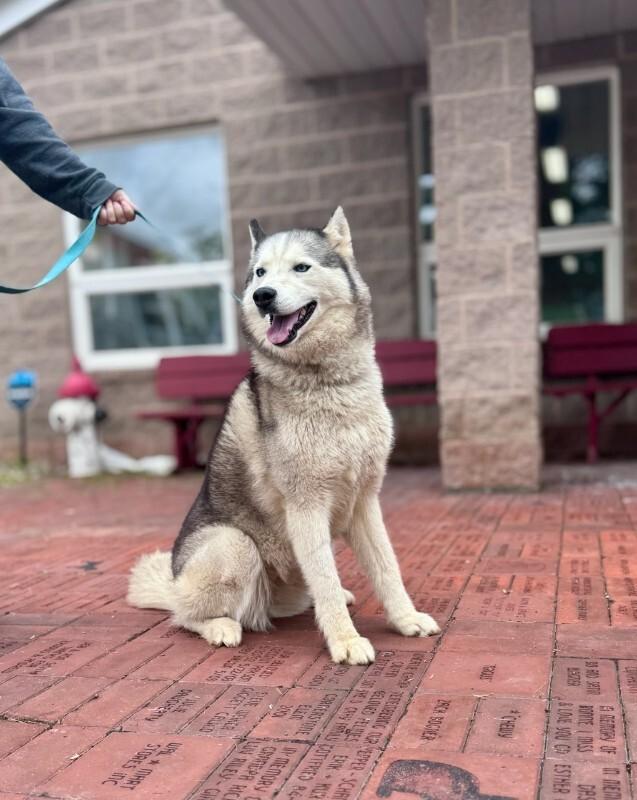 Onnika, Adoptable, Adult Female Husky.