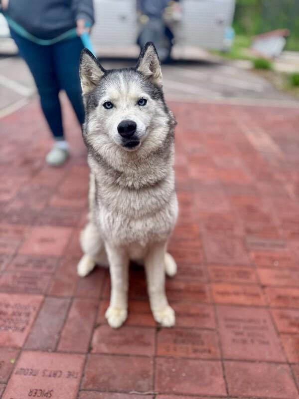 Onnika, a Adoptable Husky in Wooster, OH image 2/3