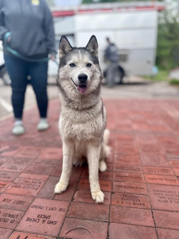 Onnika, a Adoptable Husky in Wooster, OH image 3/3