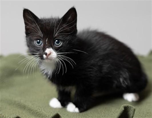 Enlarge JENETTE, a Adoptable Domestic Short Hair in Ames, IA image 1/1