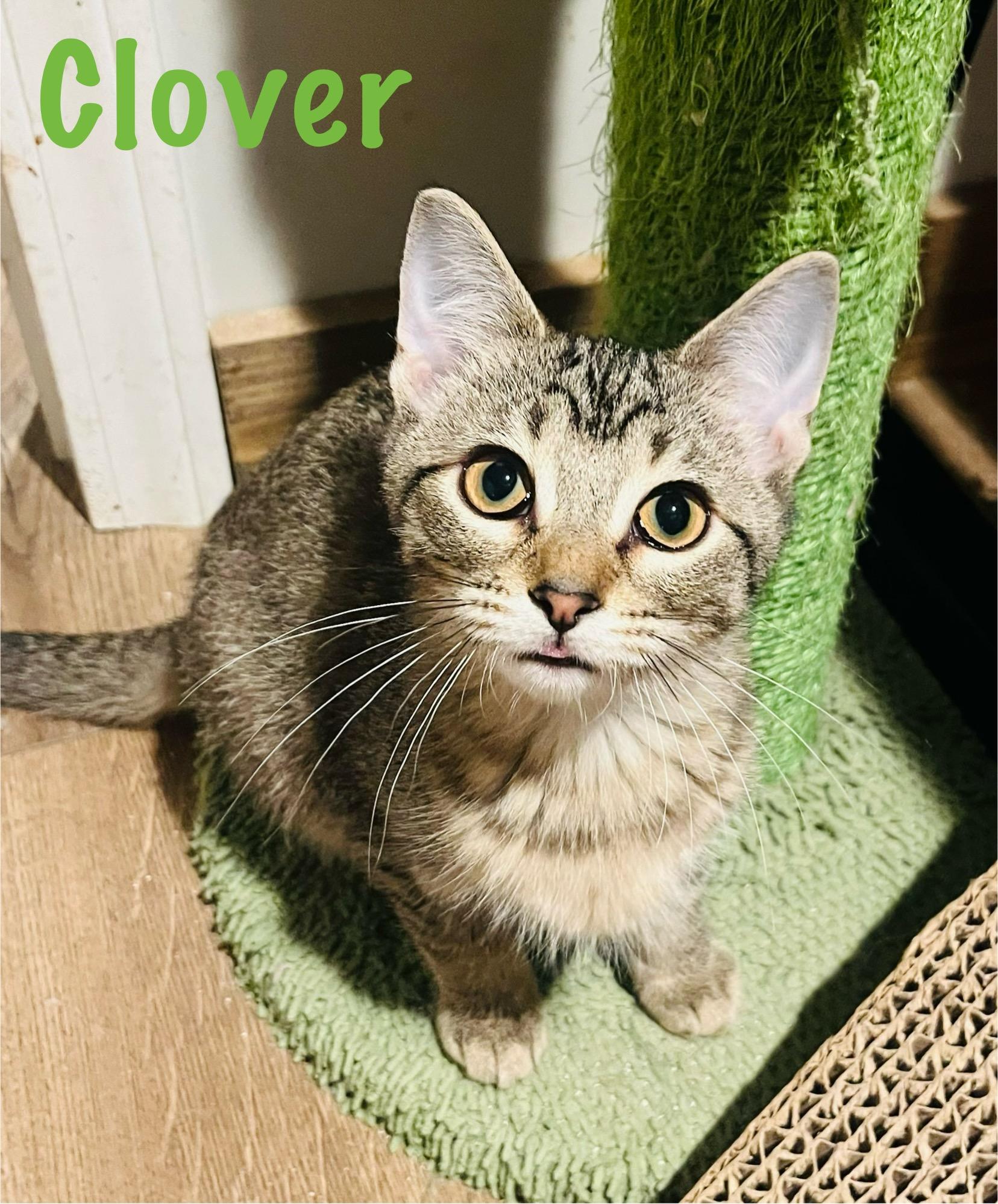 Clover
