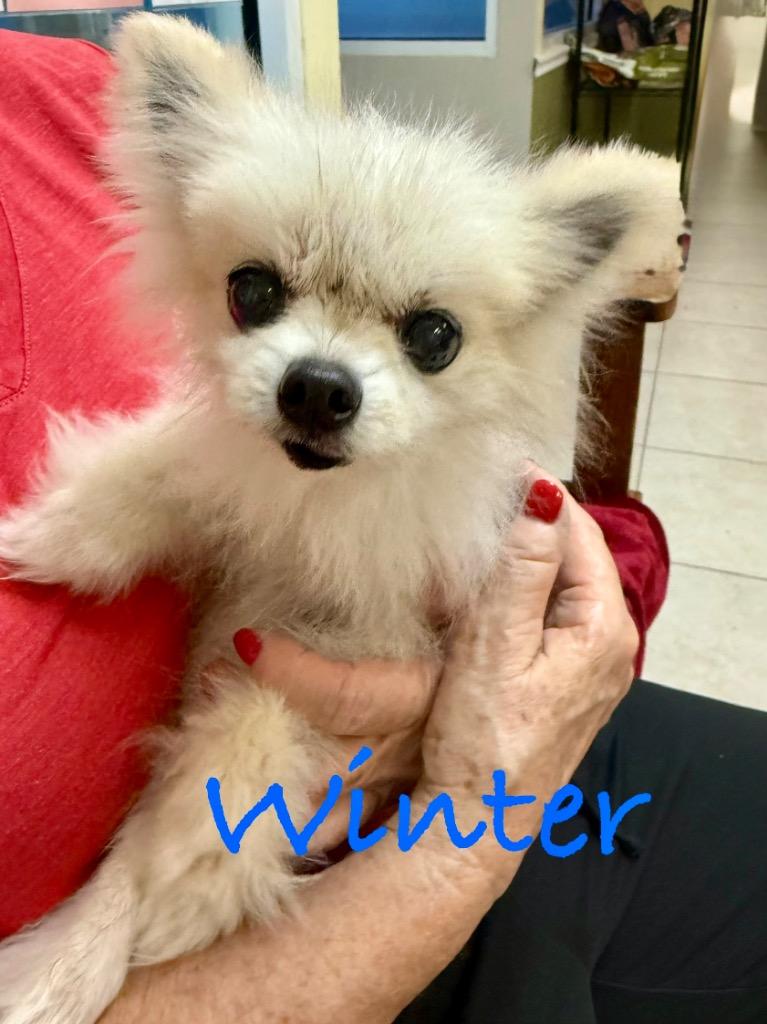 Enlarge Winter, a Adoptable Pomeranian in Fort Pierce, FL image 1/1