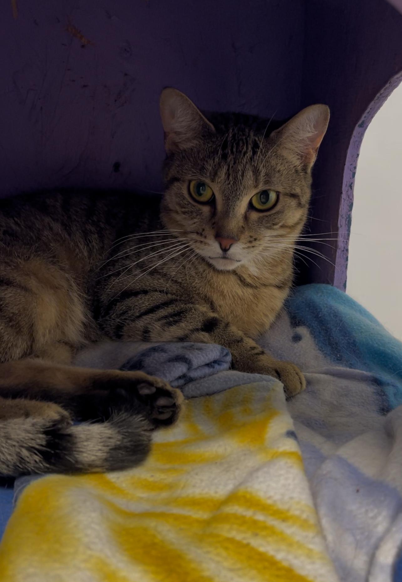 Enlarge Cheyanne Wright, a Adoptable Domestic Short Hair in Williamsport, PA image 1/1