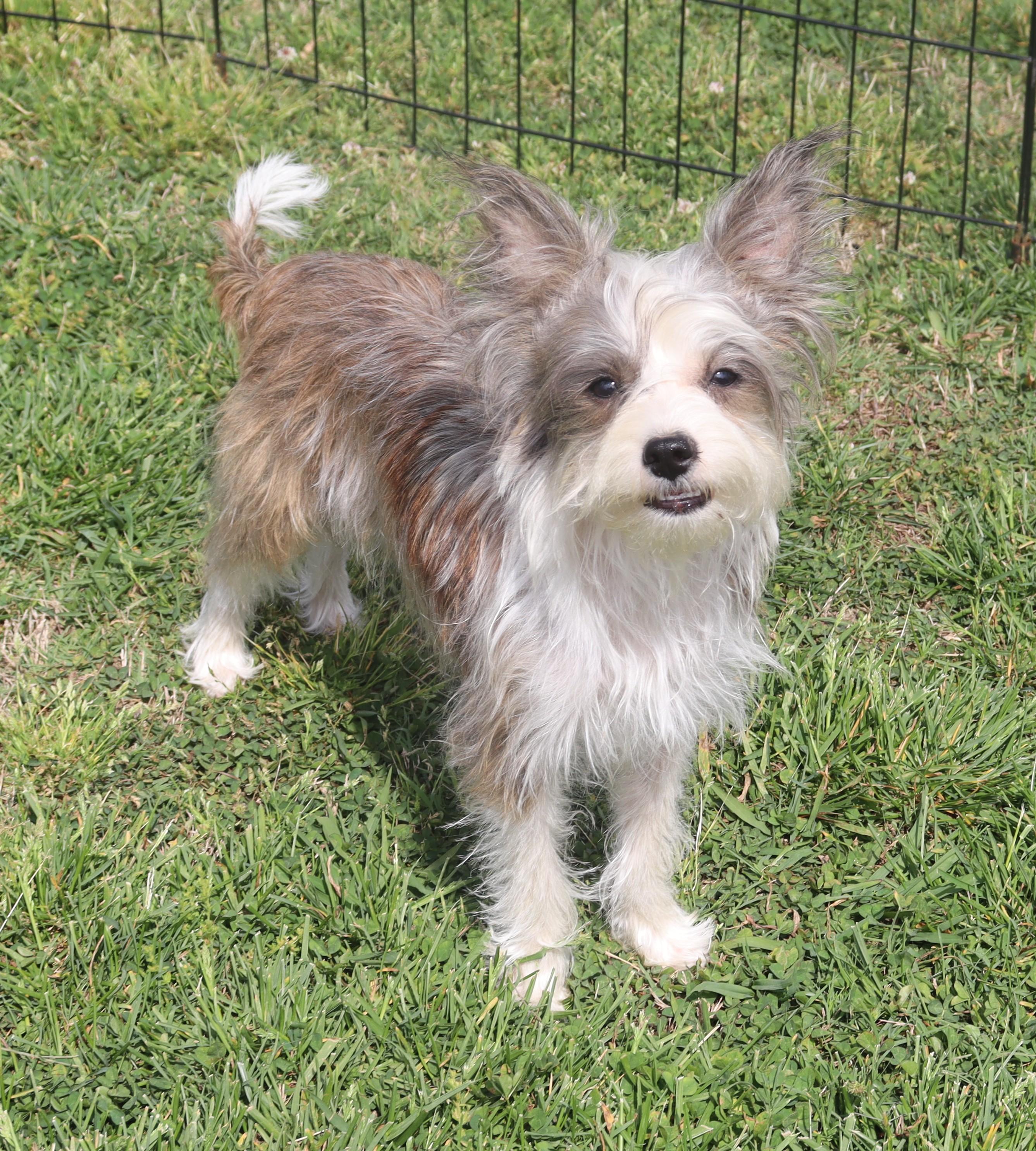 Enlarge Beatrice, an adopted mixed breed in Nashville , TN image 2/4