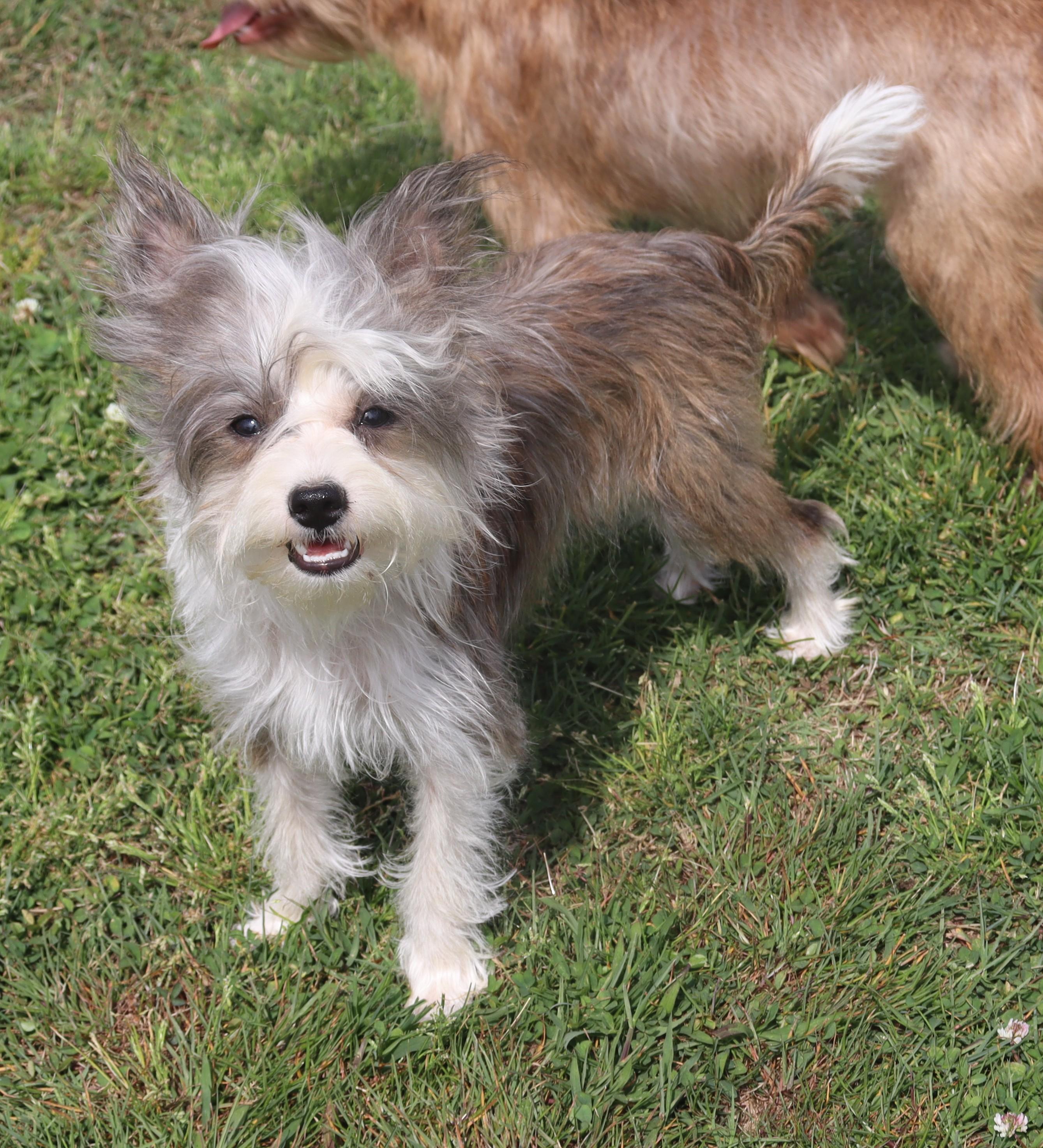 Enlarge Beatrice, an adopted mixed breed in Nashville , TN image 3/4