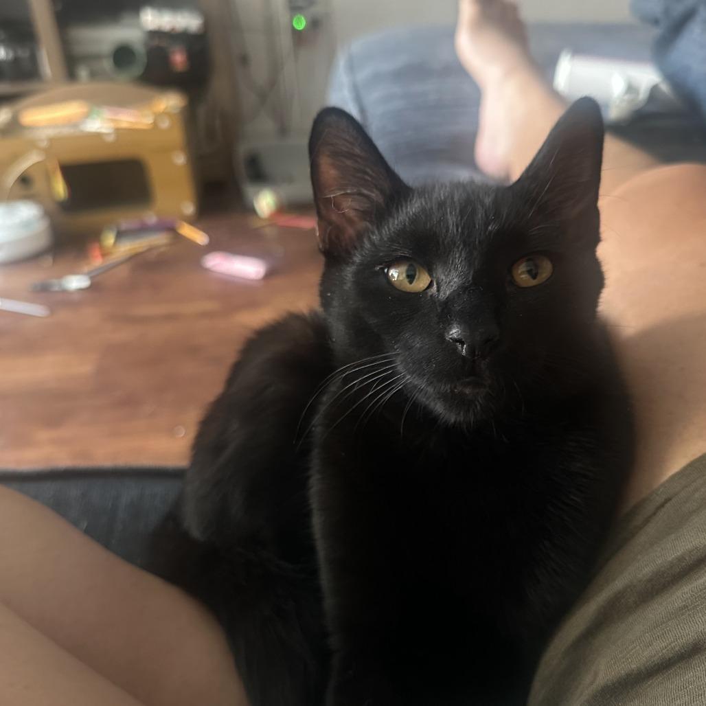 Enlarge Jynx, a Adoptable American Shorthair in Brooklyn, NY image 1/5