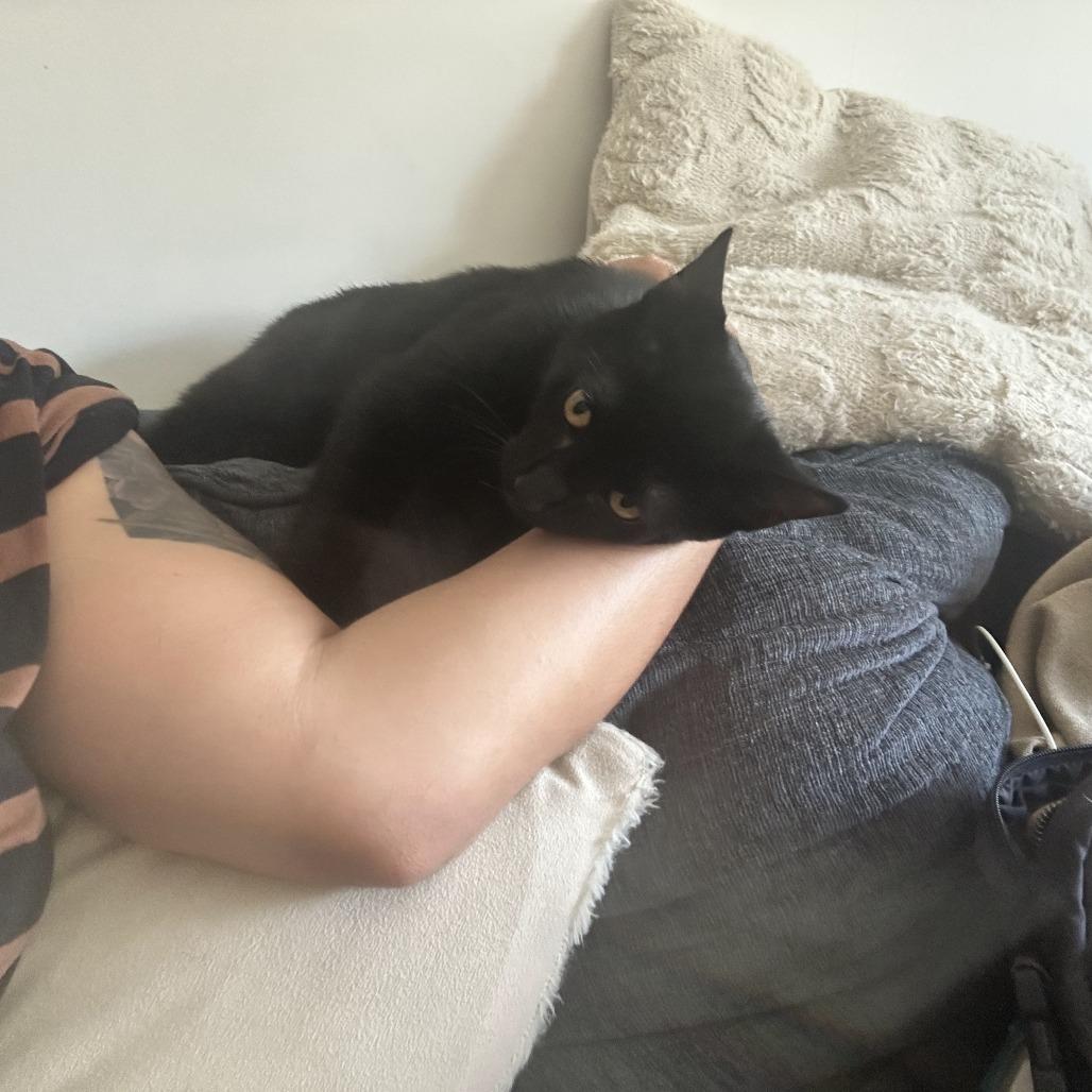 Enlarge Jynx, a Adoptable American Shorthair in Brooklyn, NY image 2/5