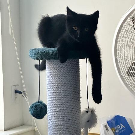 Enlarge Jynx, a Adoptable American Shorthair in Brooklyn, NY image 4/5