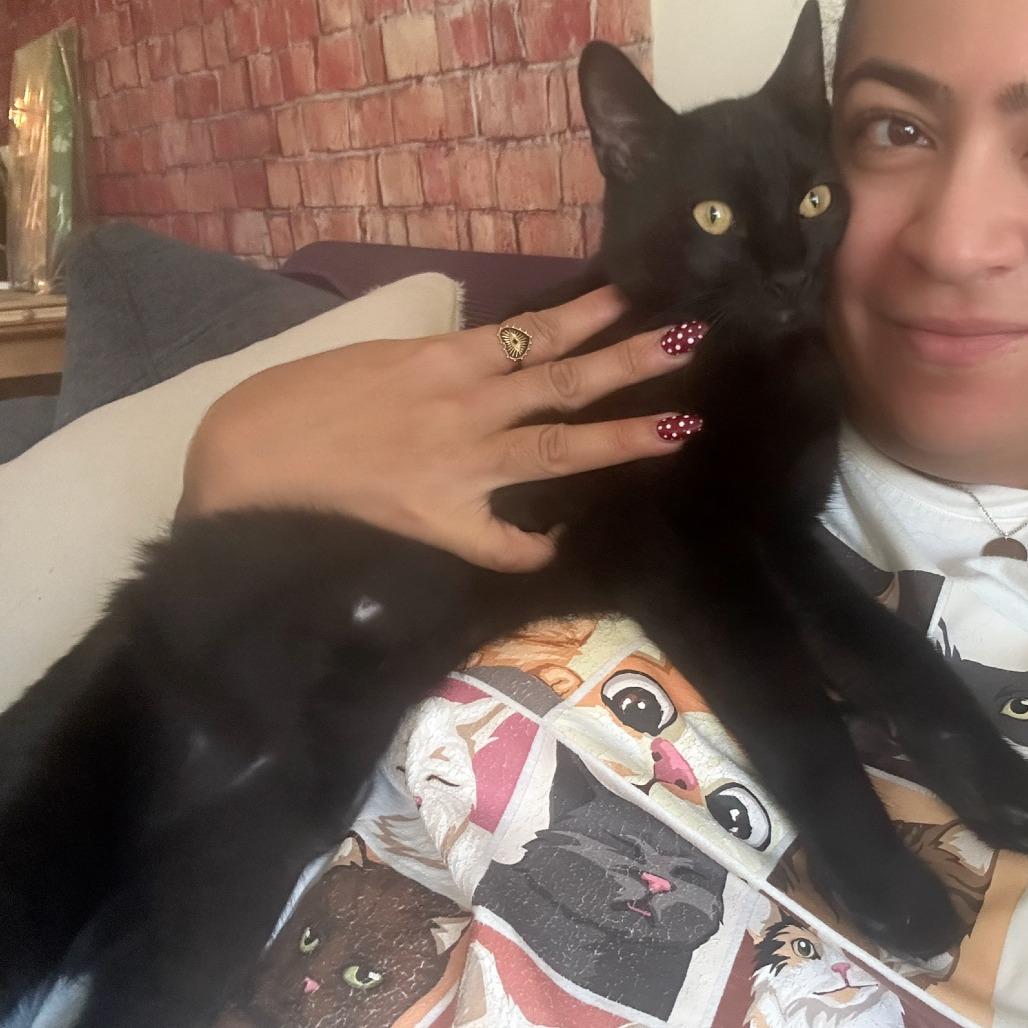 Enlarge Jynx, a Adoptable American Shorthair in Brooklyn, NY image 5/5