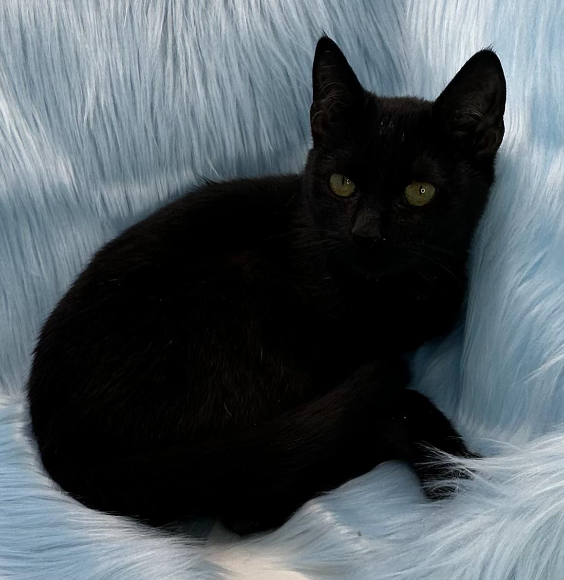 Enlarge Rappie Pie, a Adoptable Domestic Short Hair in Poway, CA image 1/1