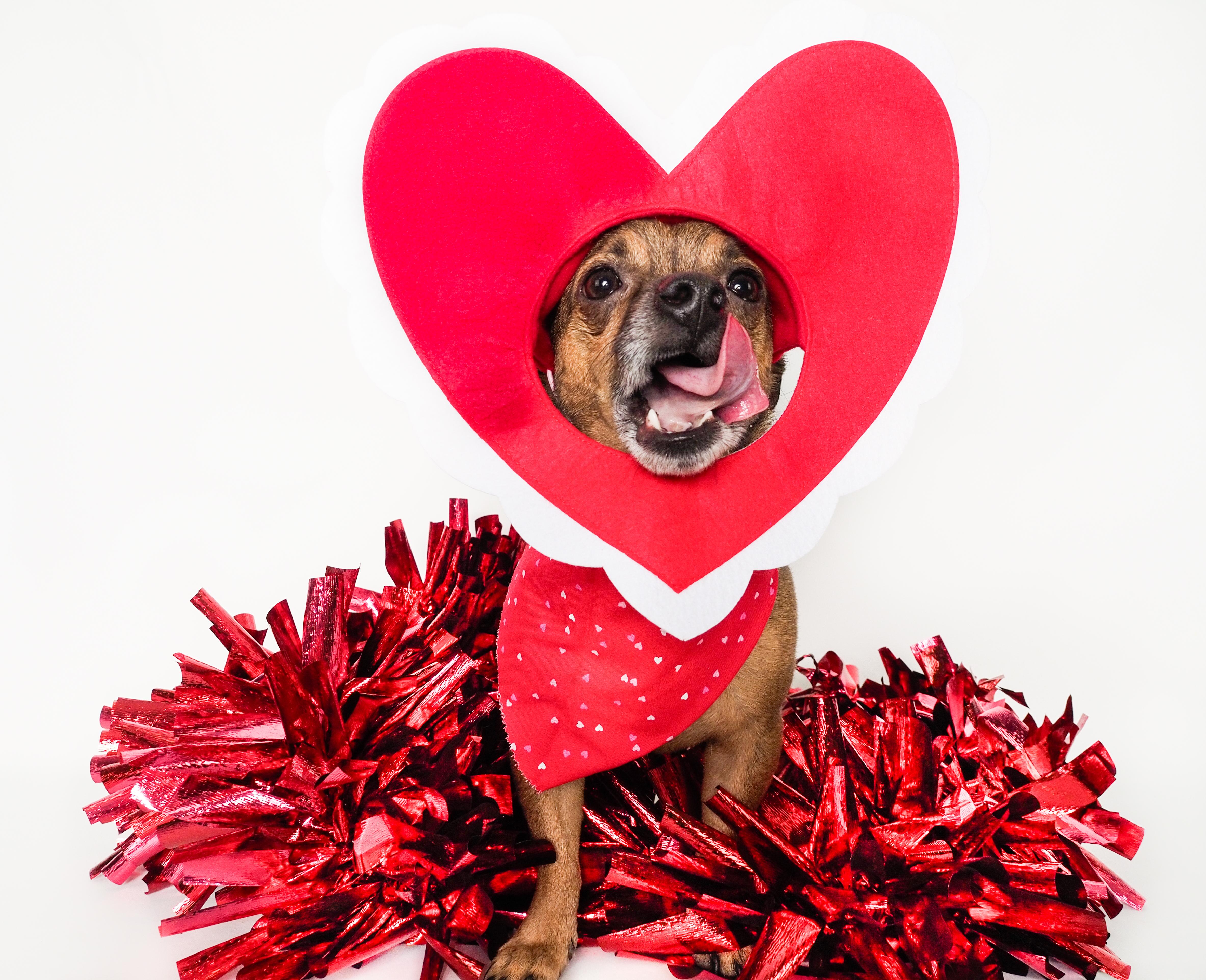 Enlarge Arlo, a Adoptable mixed breed in PHOENIX, AZ image 1/6