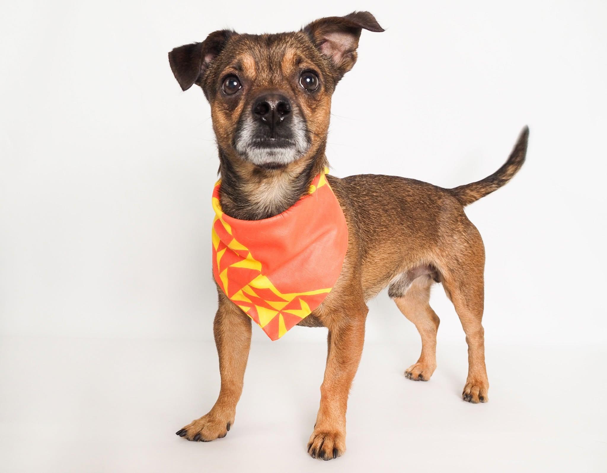 Enlarge Arlo, a Adoptable mixed breed in PHOENIX, AZ image 4/6