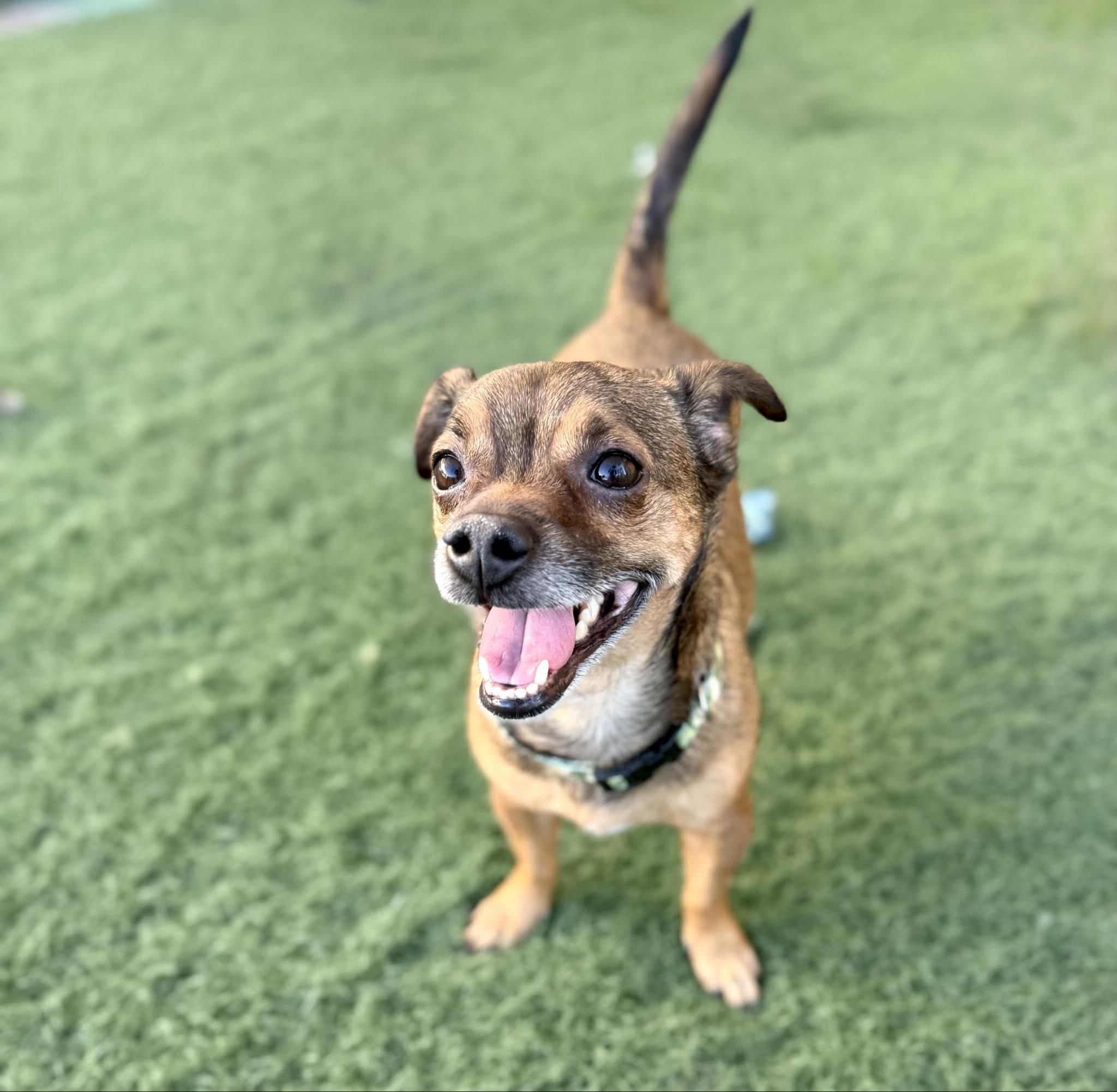 Enlarge Arlo, a Adoptable mixed breed in PHOENIX, AZ image 3/6