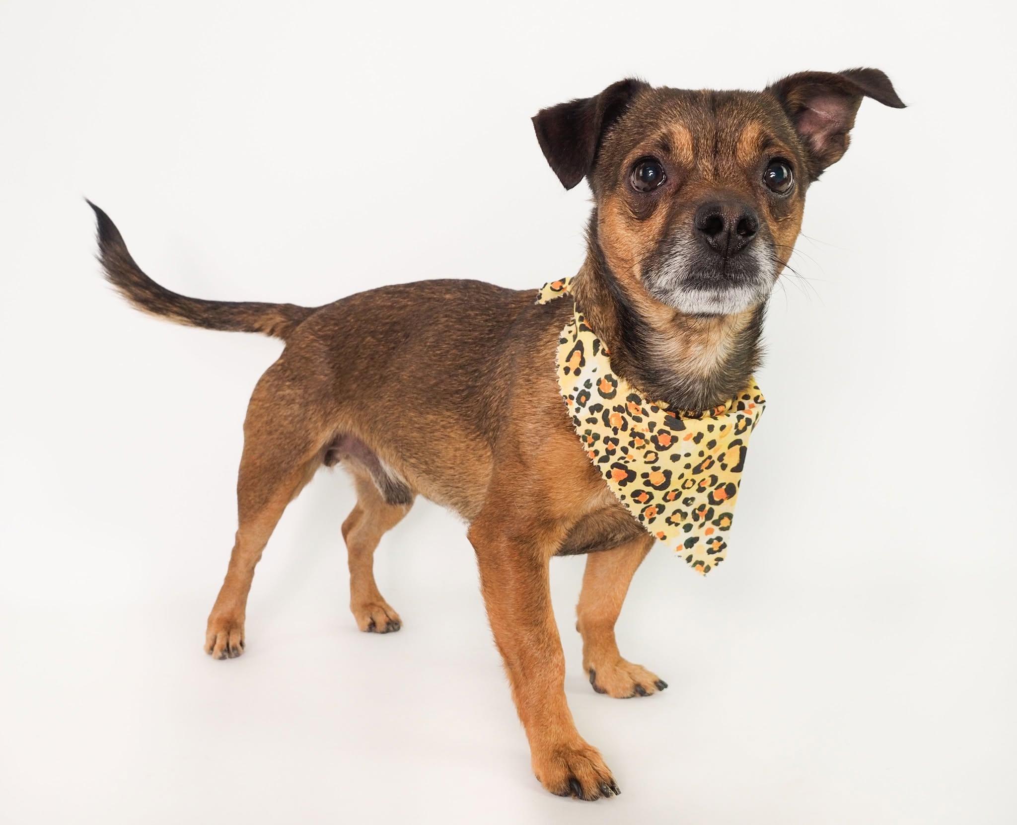 Enlarge Arlo, a Adoptable mixed breed in PHOENIX, AZ image 5/6