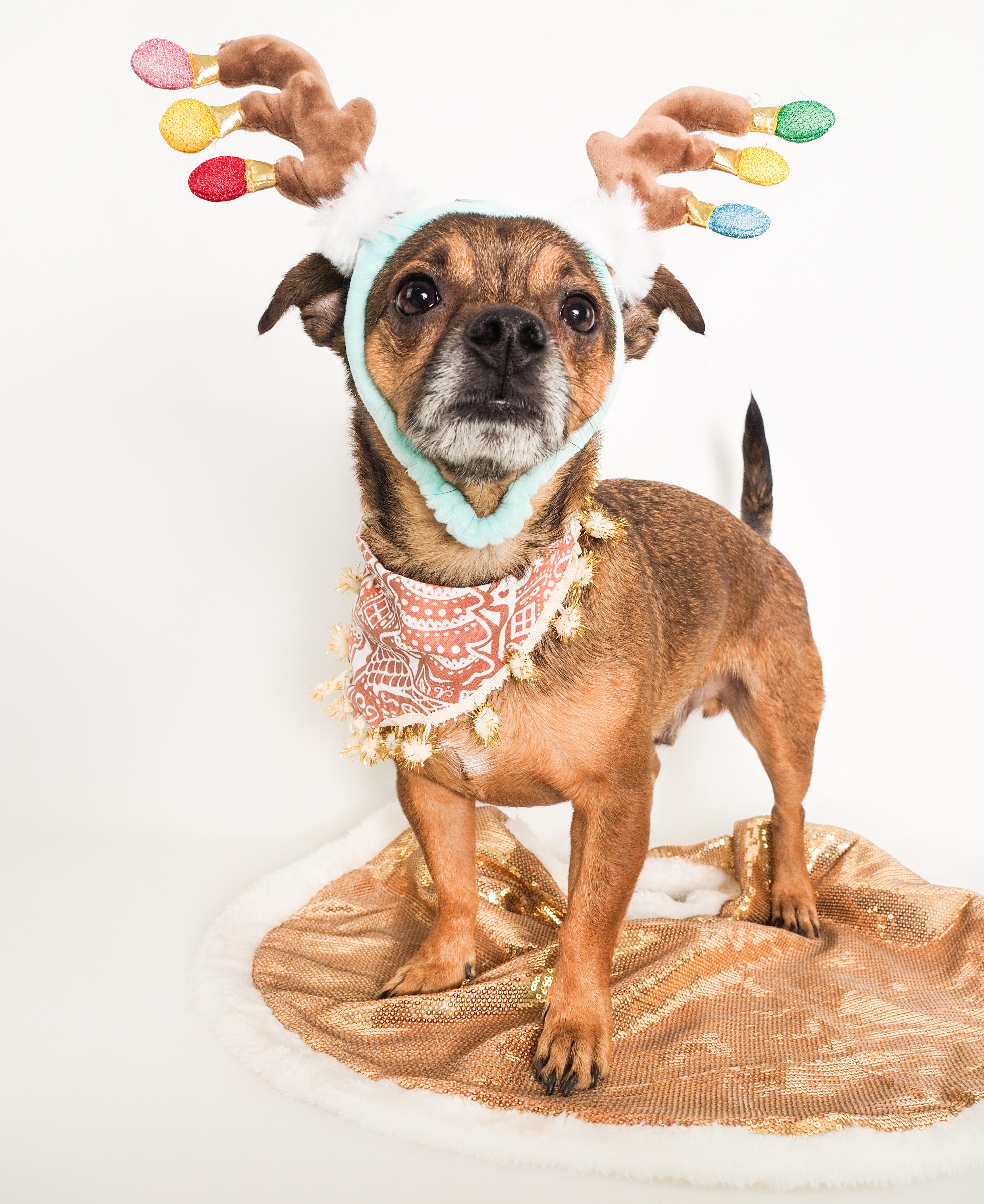 Arlo, Adoptable, Young Male Chihuahua & Jack Russell Terrier.