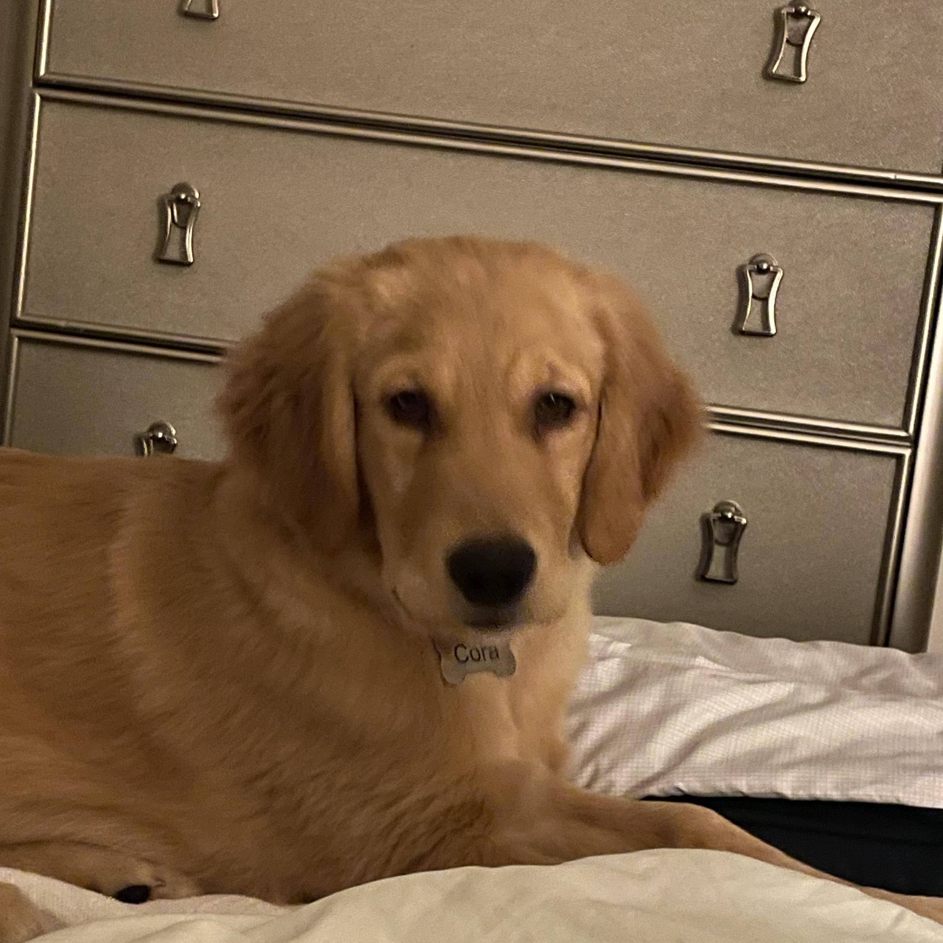 Enlarge Cora, an adopted Golden Retriever in Dallas, TX image 2/3