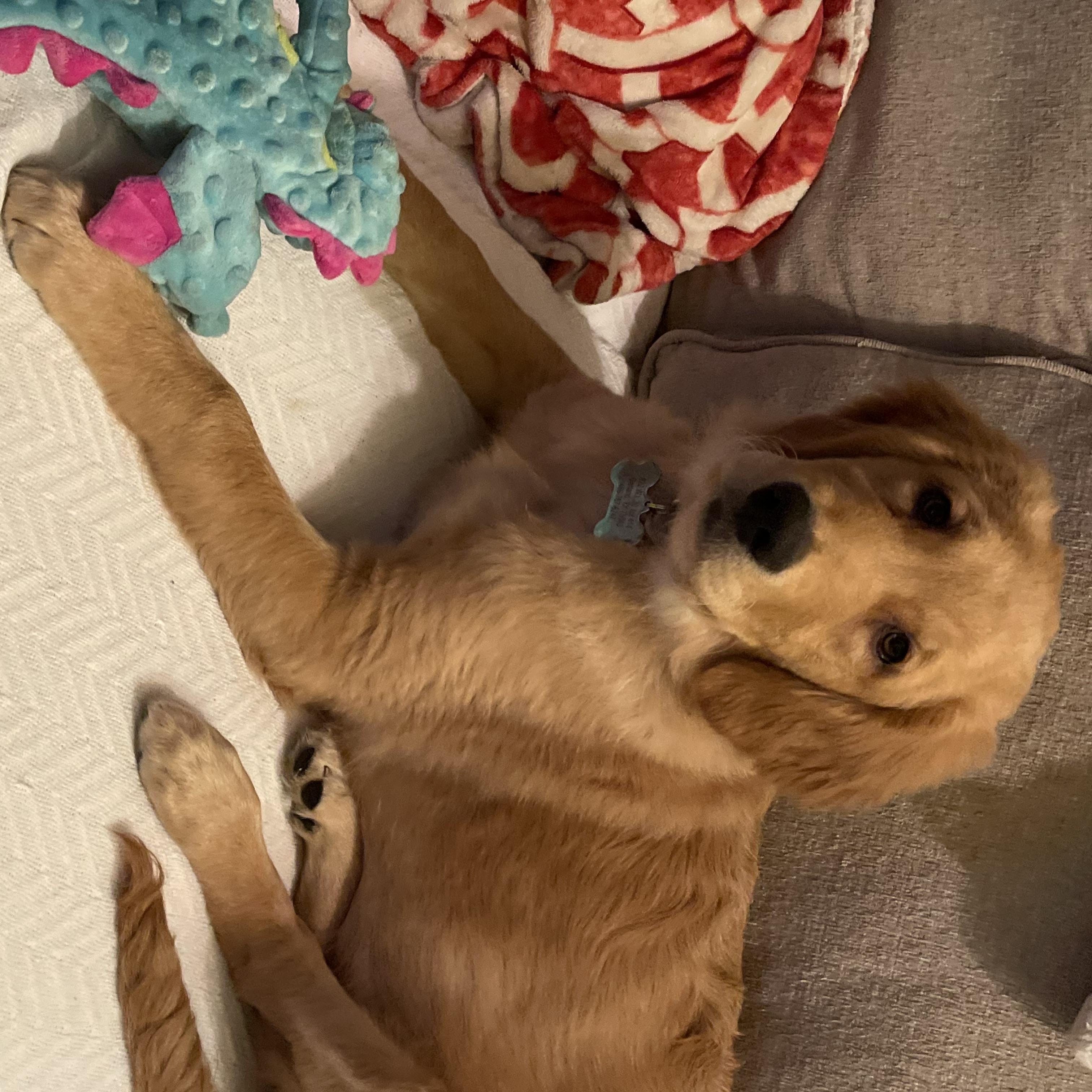 Cora, adopted, Puppy Female Golden Retriever.