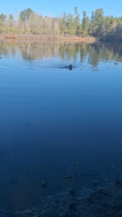 Enlarge Cora, an adopted Golden Retriever in Dallas, TX video 3/3