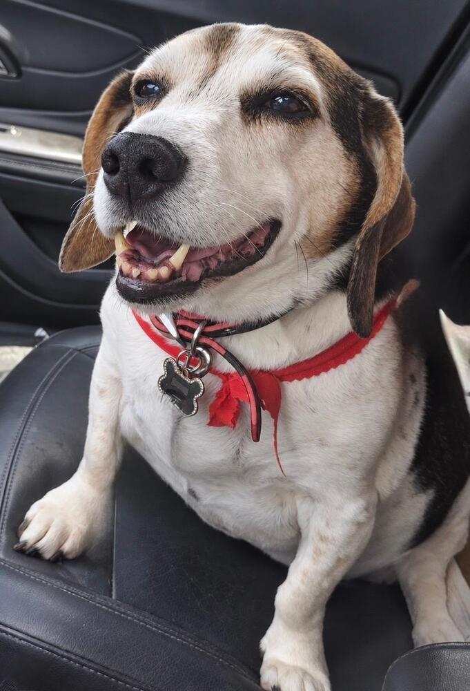 Hank - fostered in SE Nebraska, Adoptable, Senior Male Beagle.