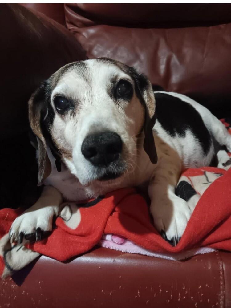 Enlarge Hank - fostered in SE Nebraska, a Adoptable Beagle in Shawnee Mission, KS image 2/3