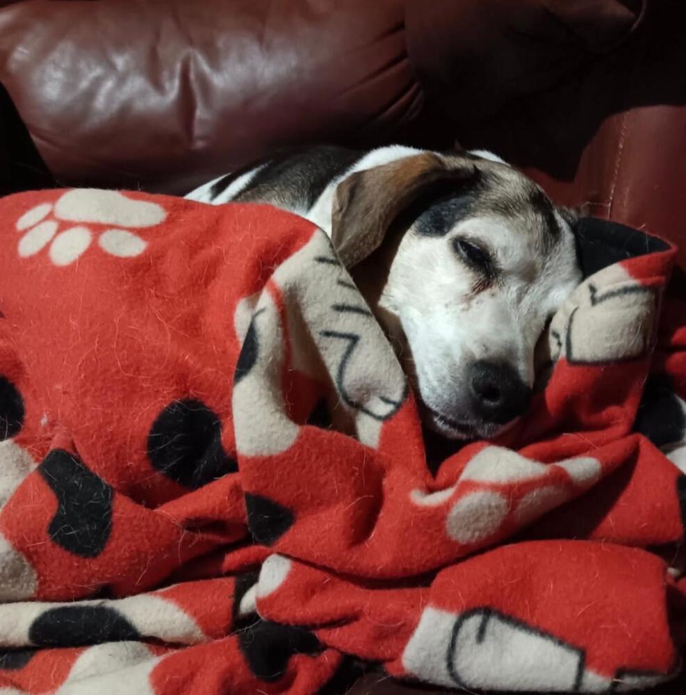 Enlarge Hank - fostered in SE Nebraska, a Adoptable Beagle in Shawnee Mission, KS image 3/3