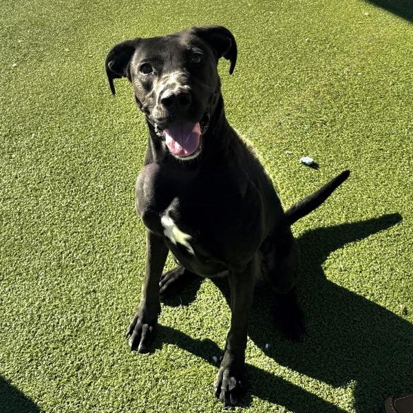 Enlarge Diamond, a Adoptable mixed breed in Canton, GA image 1/1